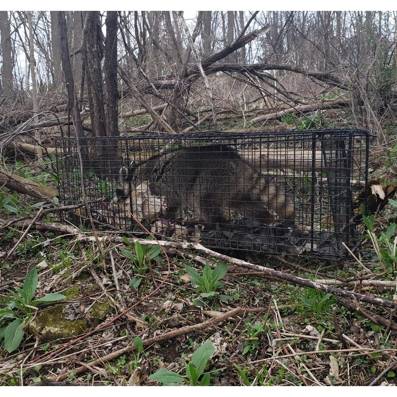 Humaneway Humane Way Folding Live Humane Animal Trap - Image 5