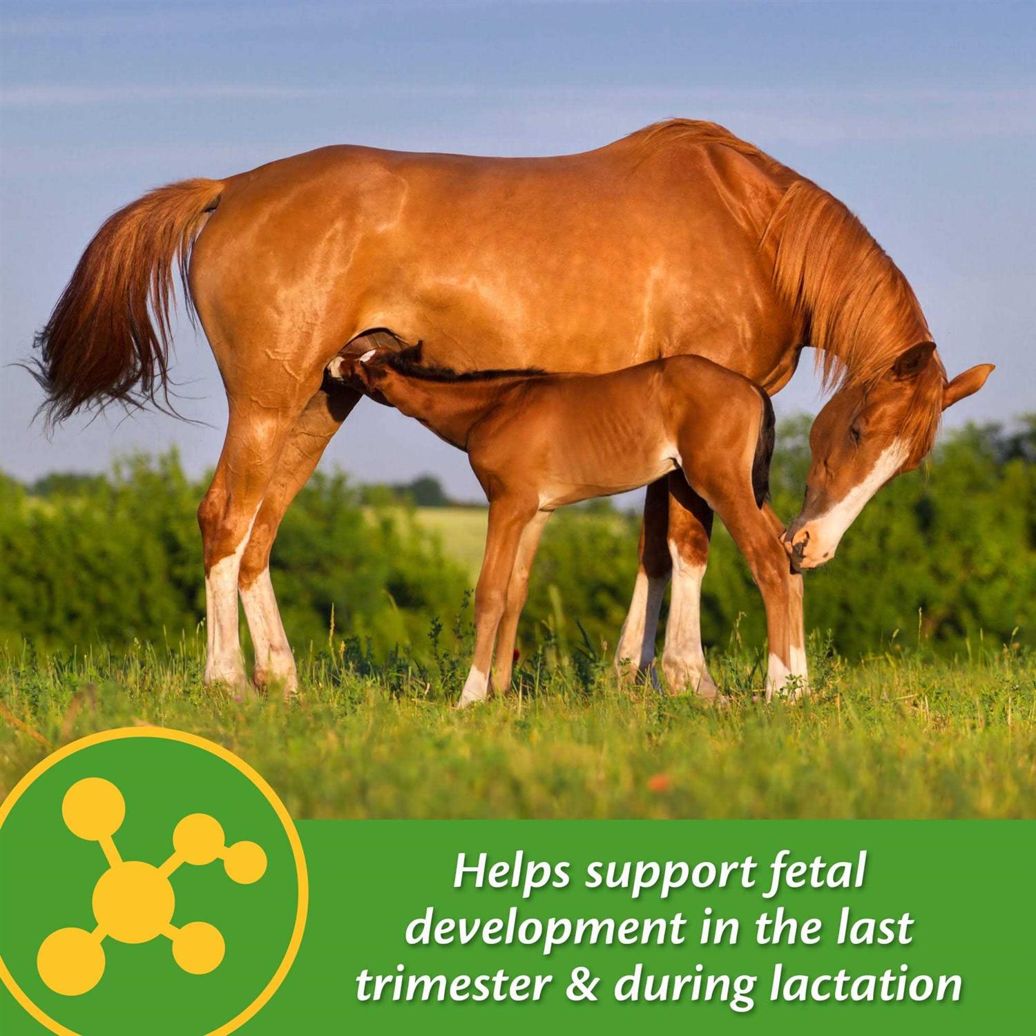 Farnam Mare Plus Gestation & Lactation Supplement - Image 2
