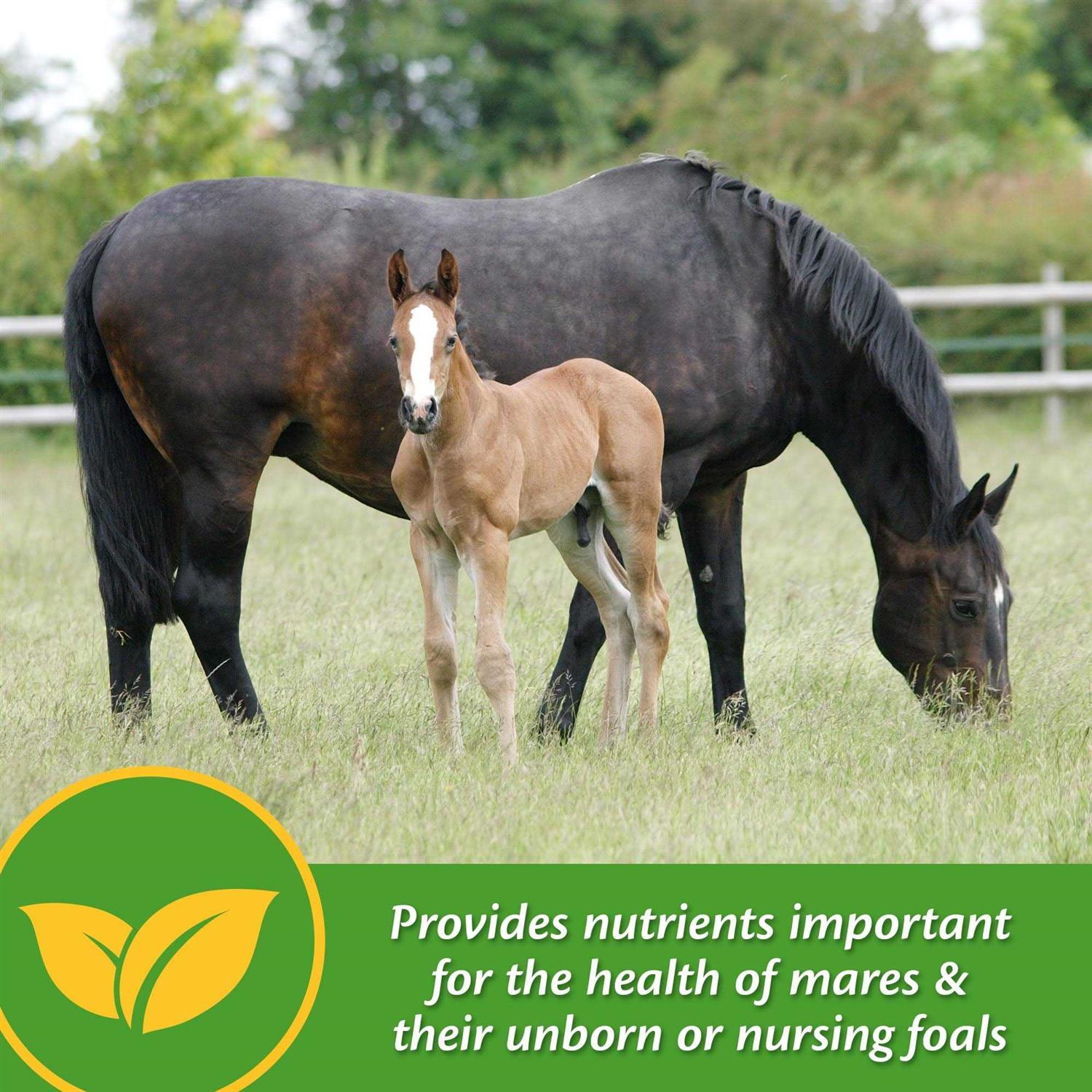 Farnam Mare Plus Gestation & Lactation Supplement - Image 3