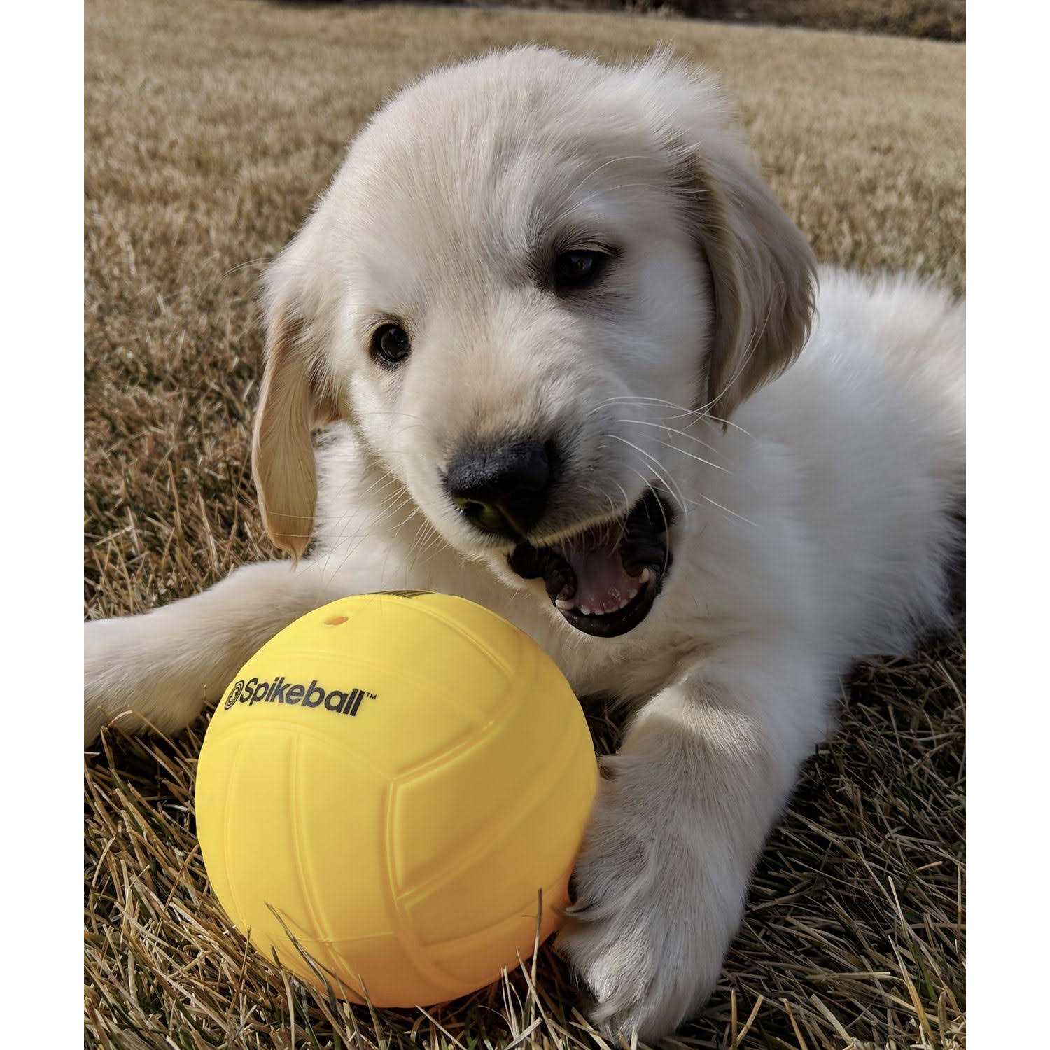 Spikeball Replacement - Image 4